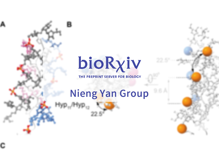 High-resolution mastigoneme structure reveals 5',5'-phosphodiesters stabilized glycan folding