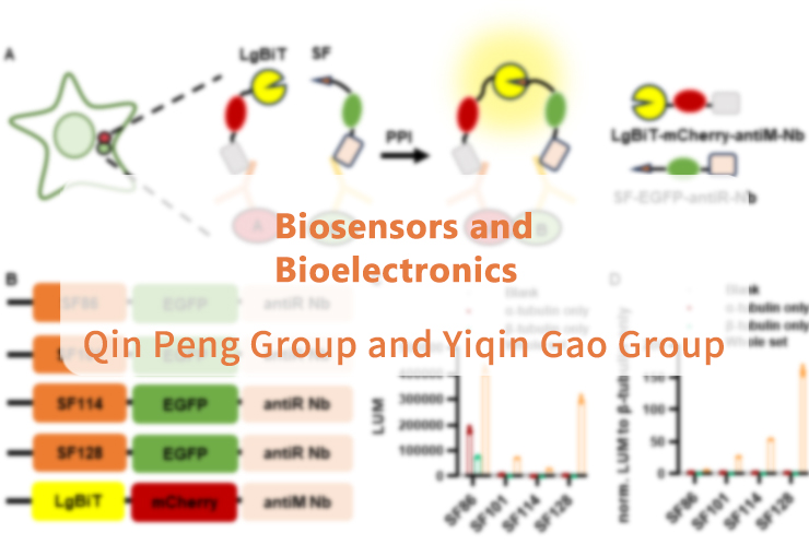 Biosensors and Bioelectronics | Nanobody-assisted nanoluciferase fragment complementation for in situ measurement and visualization of endogenous protein-protein interaction