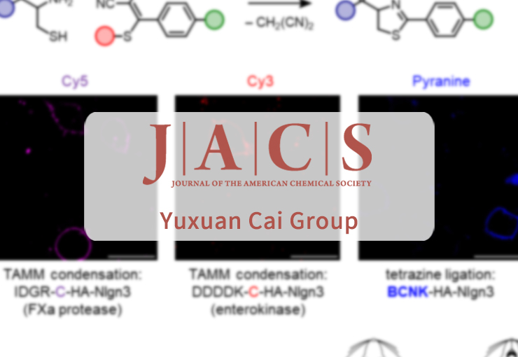 A Single Bioorthogonal Reaction for Multiplex Cell Surface Protein Labeling